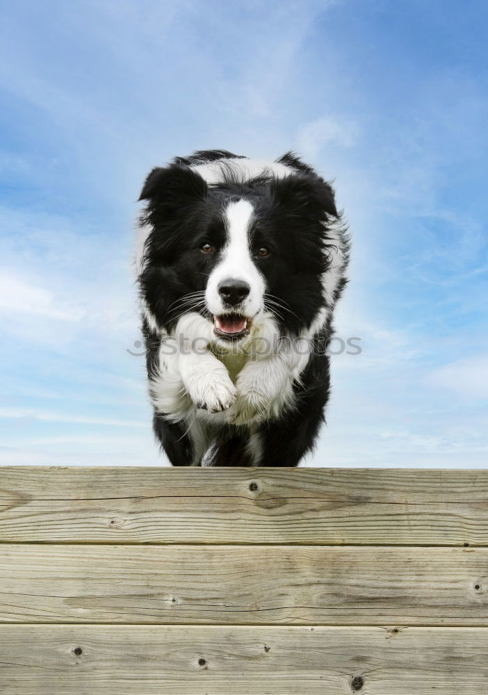 Similar – Image, Stock Photo Boston Terrier on the training ground