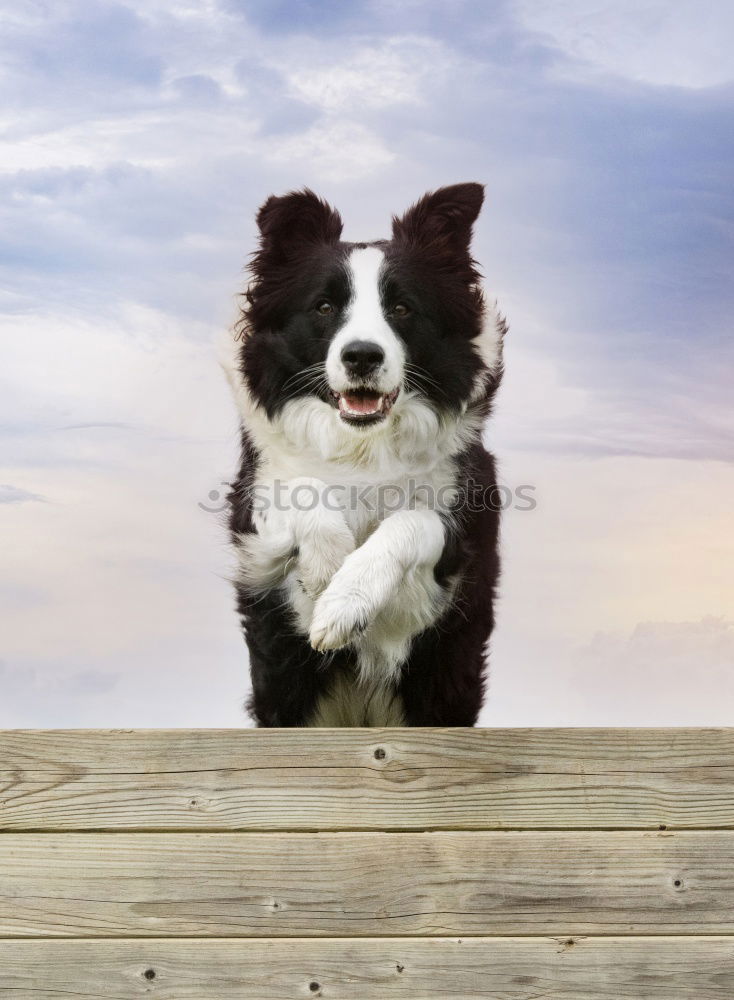 Similar – Image, Stock Photo Boston Terrier on the training ground