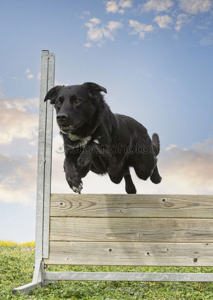 Dog from below