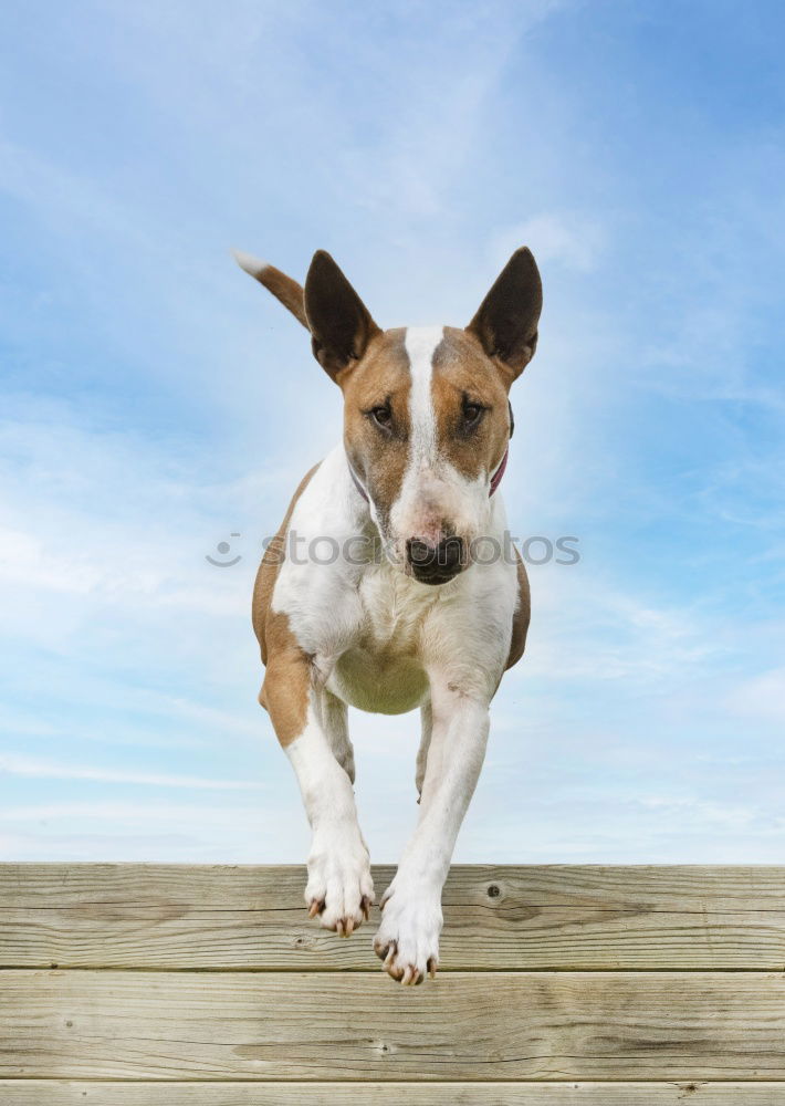 Similar – Image, Stock Photo beagle portrait Friendship