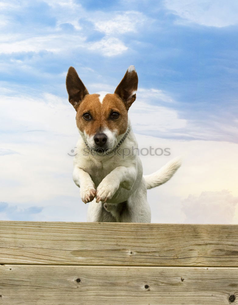 Similar – cute small dog sitting by the window. Rainy day