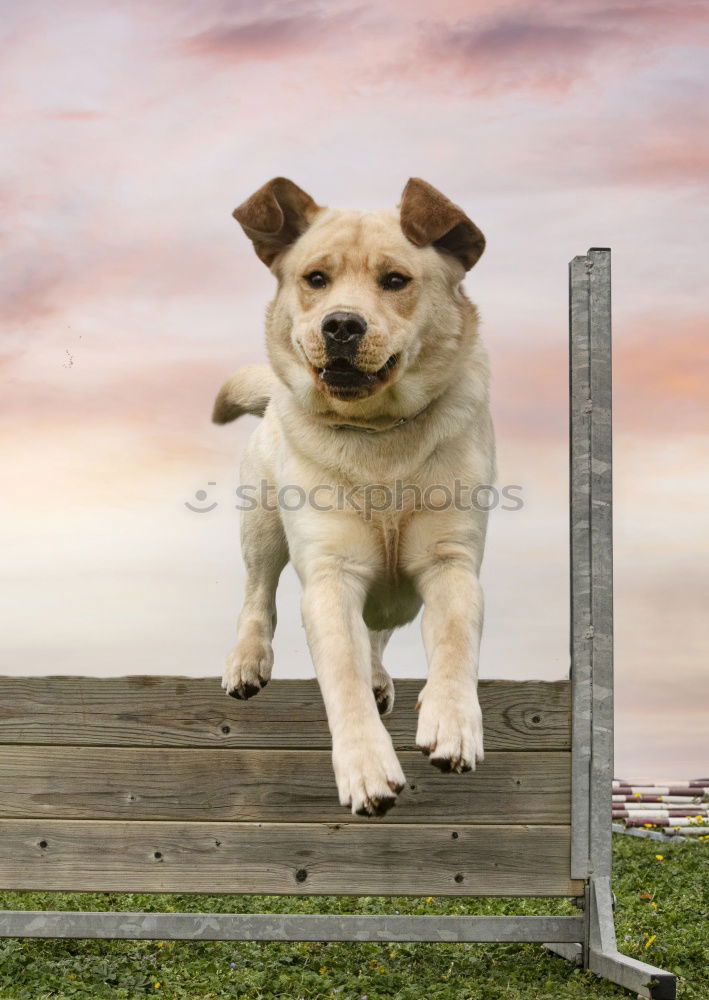 Similar – Image, Stock Photo Boston Terrier on the training ground