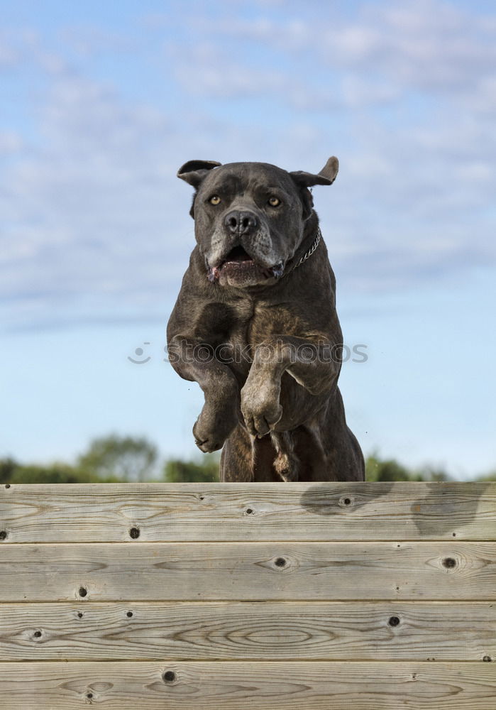 Similar – Foto Bild Schieflage Hund Haus Baum