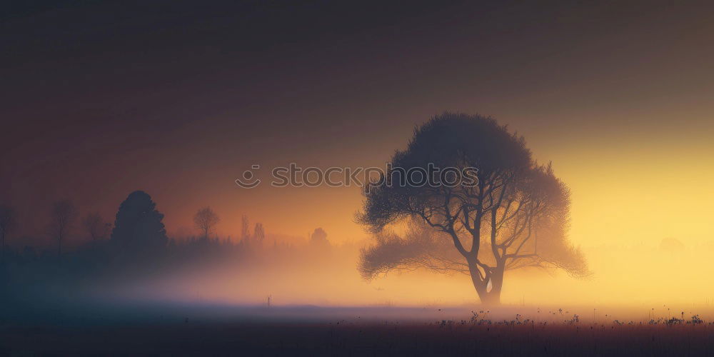 Similar – schwarzwald licht Natur