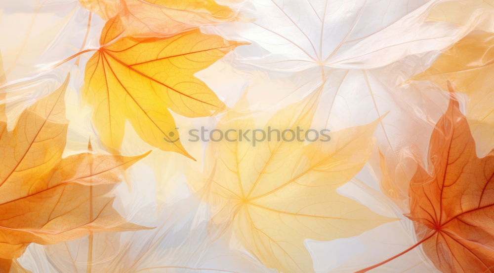 Similar – Image, Stock Photo Golden Autumn Environment