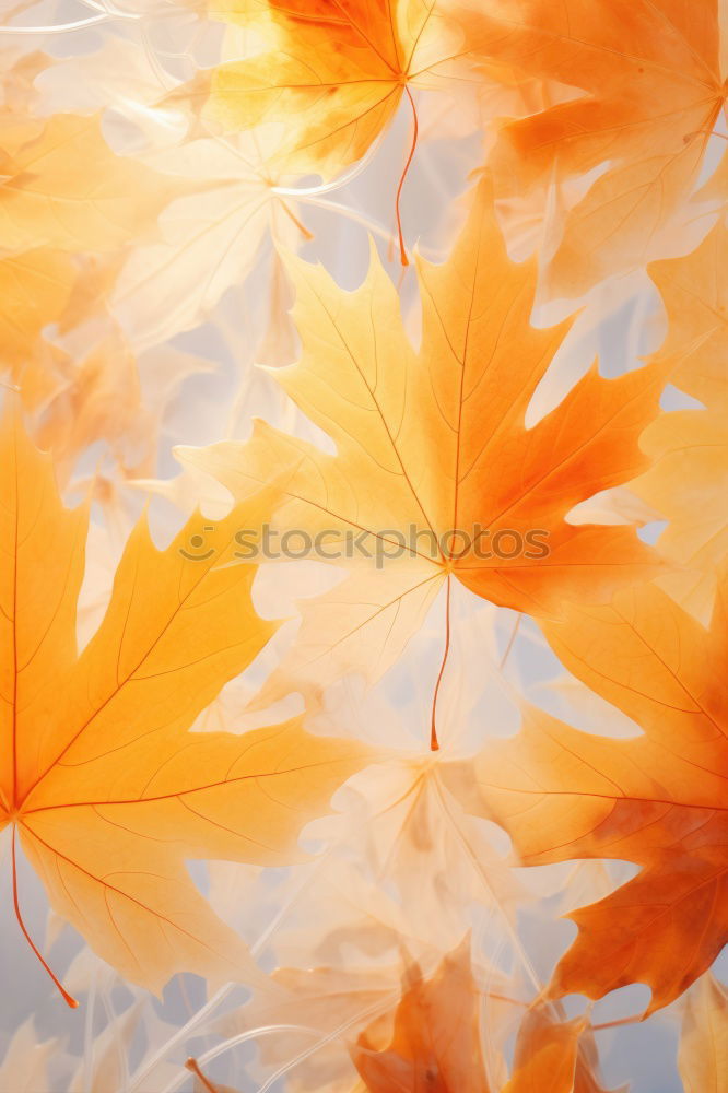 Similar – Autumn background with flying tree leaves