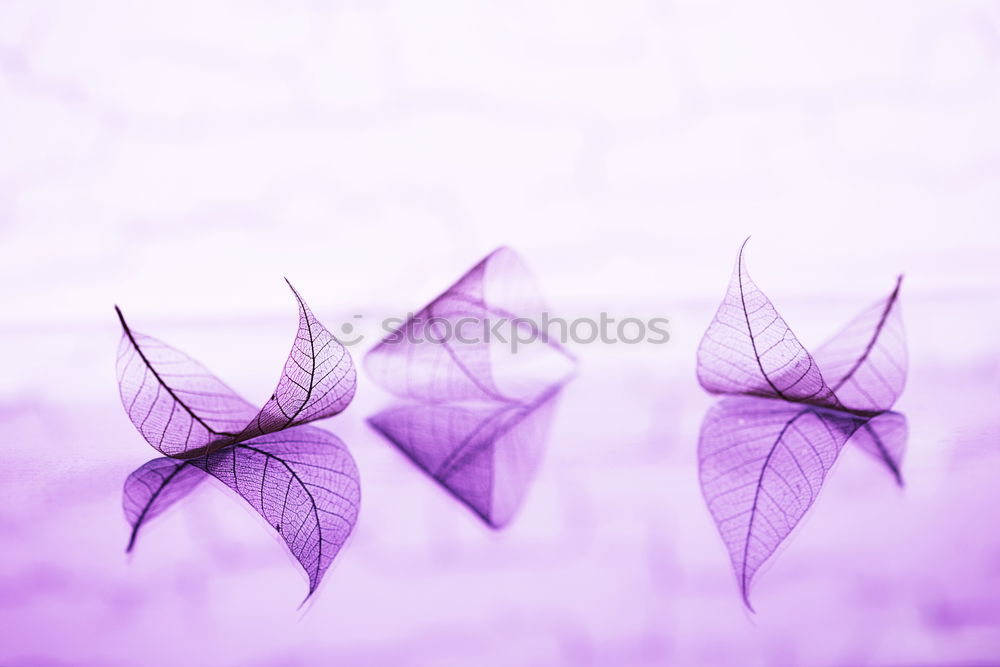 Similar – Image, Stock Photo purple christmas Winter