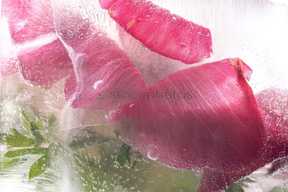 Similar – Flowers Bouquet Of Spring Wet Tulips On Table