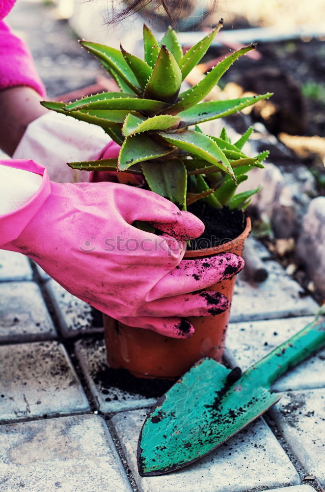 Similar – Image, Stock Photo Woman’s hands transplanting plant.