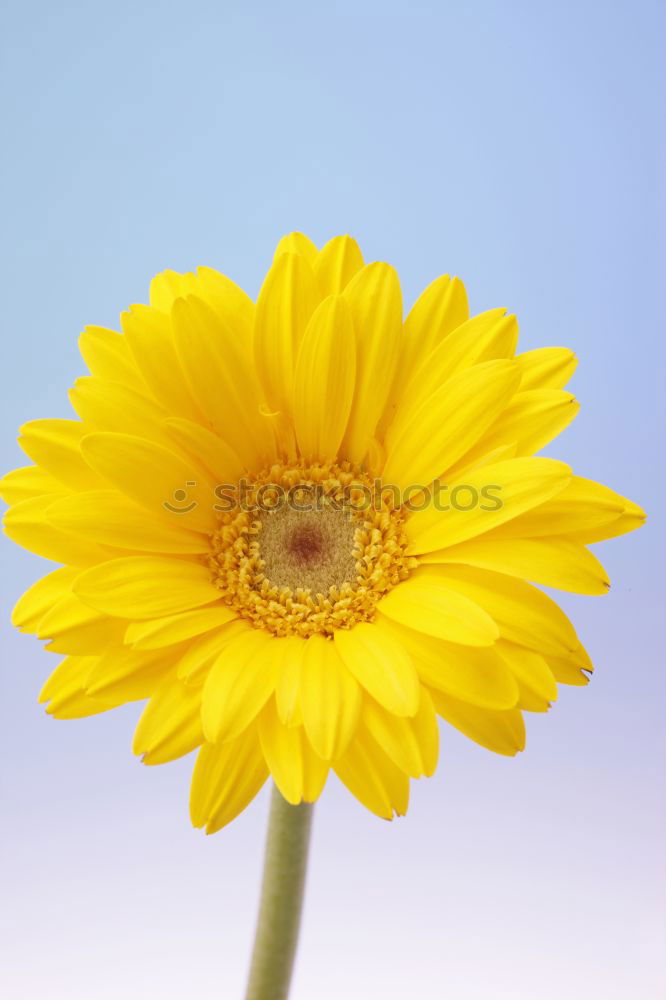 Similar – Image, Stock Photo 20.04.09 Plant Flower