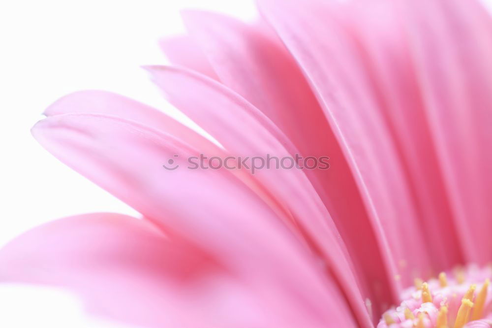 Similar – Image, Stock Photo Pink flower Fragrance