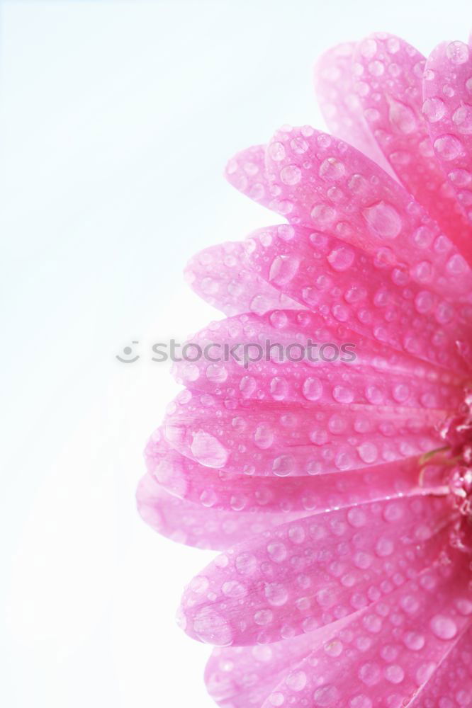 Similar – Image, Stock Photo Rose petal in the rain