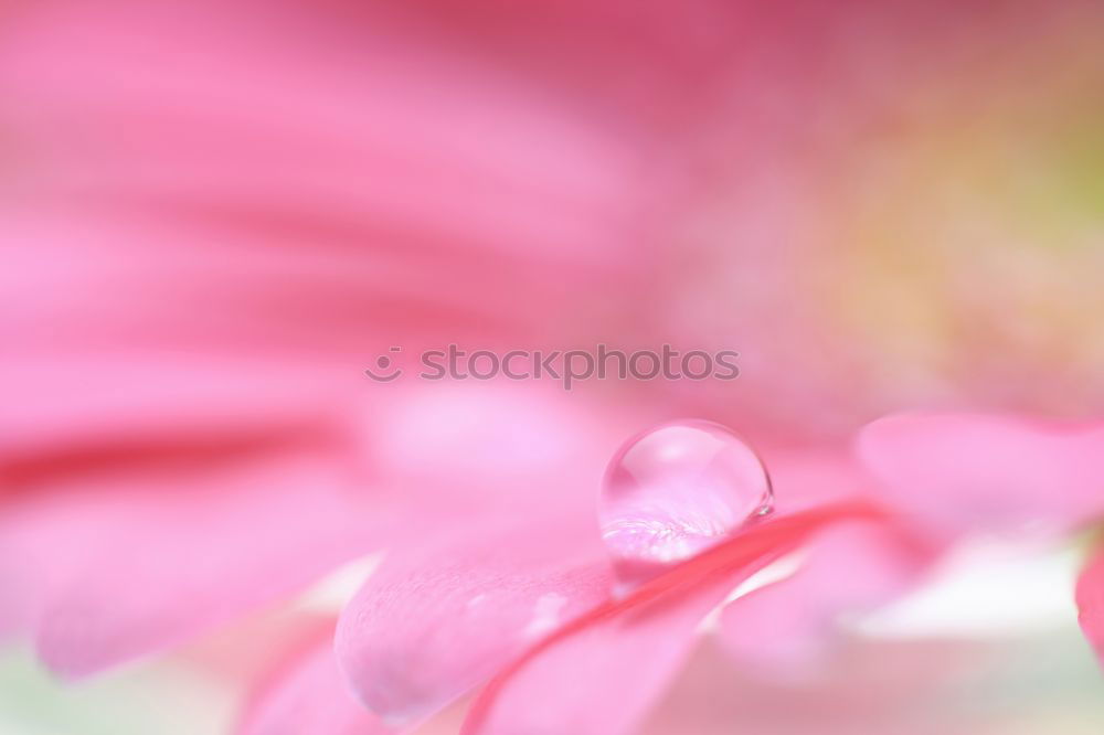 Similar – Pink Tentacle Plant Flower