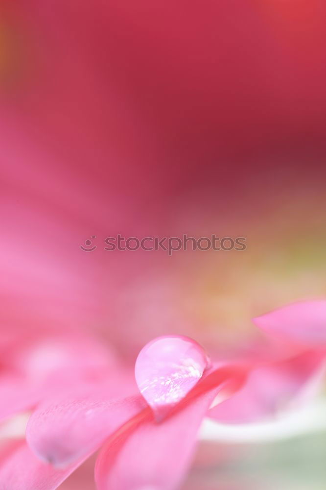 Similar – Pink Tentacle Plant Flower