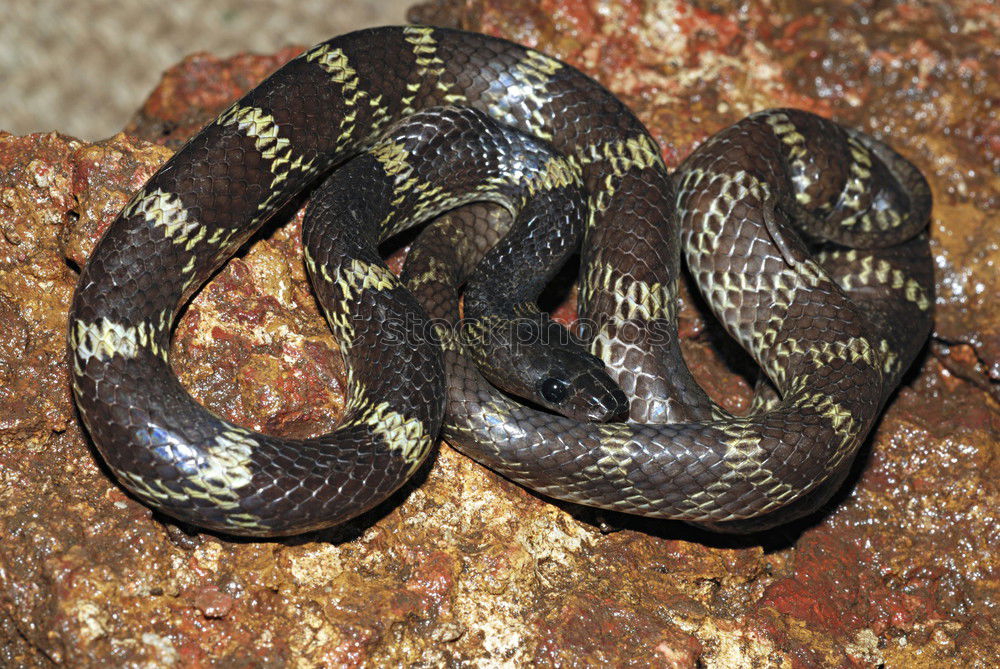 Similar – Image, Stock Photo meadow viper emerged from hibernation