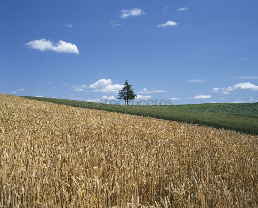 Similar – Image, Stock Photo harvest time Environment