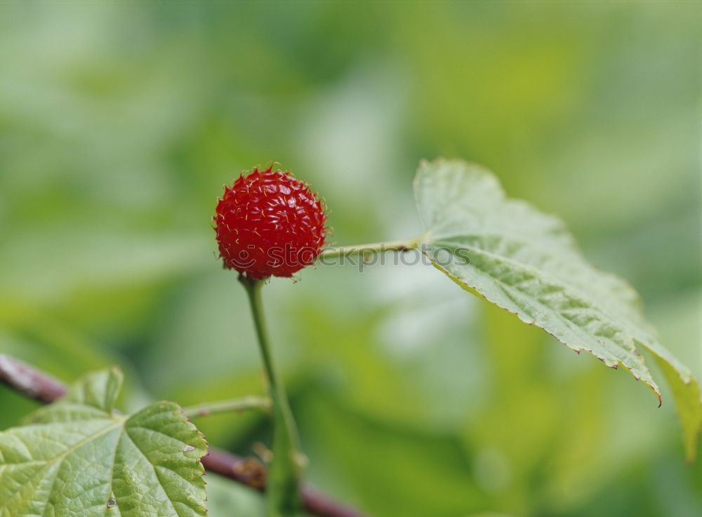 Similar – Berry II Food Fruit