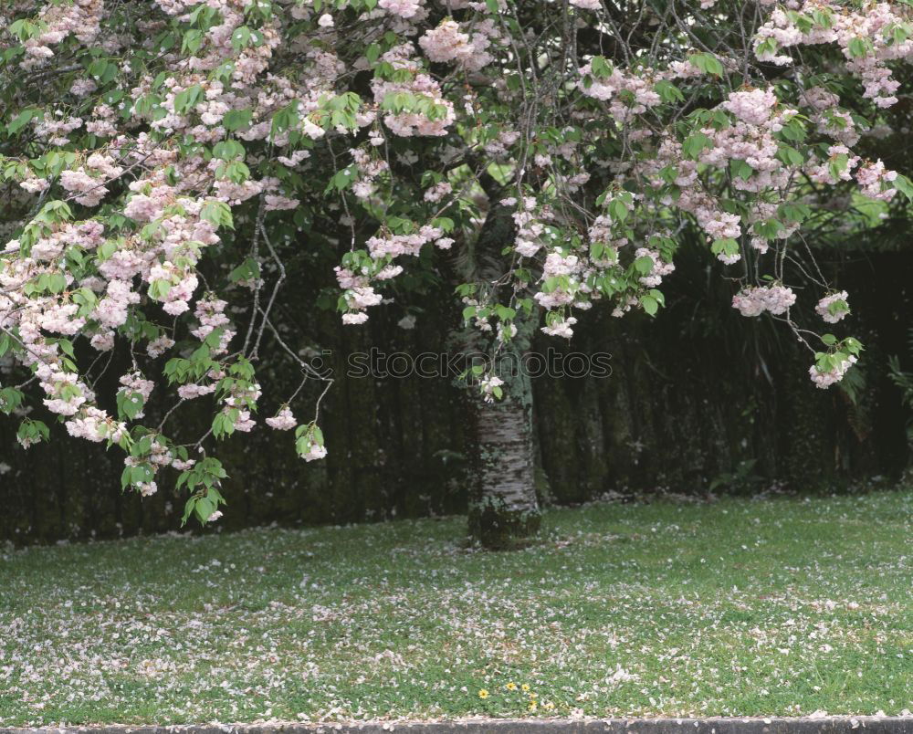 Similar – Blütengrün Baum Wiese Gras