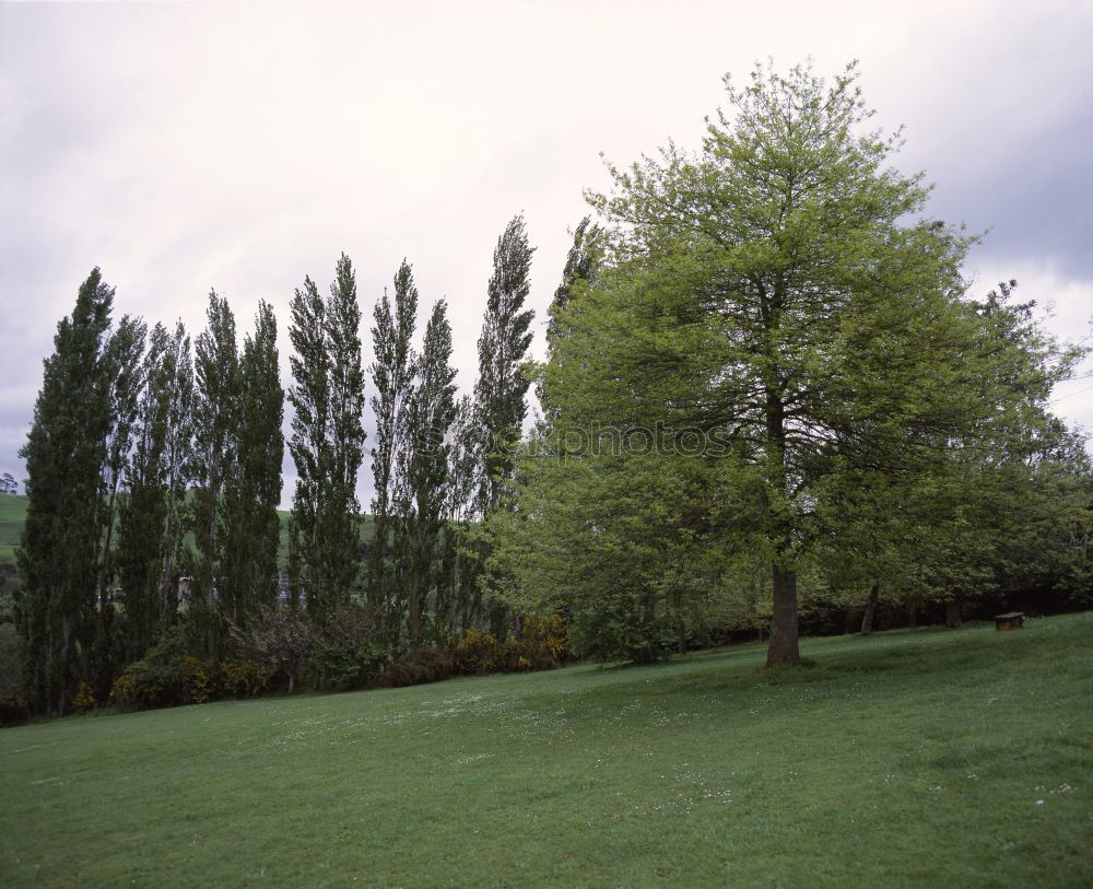 Similar – Image, Stock Photo Park of Lenné Lower Oder