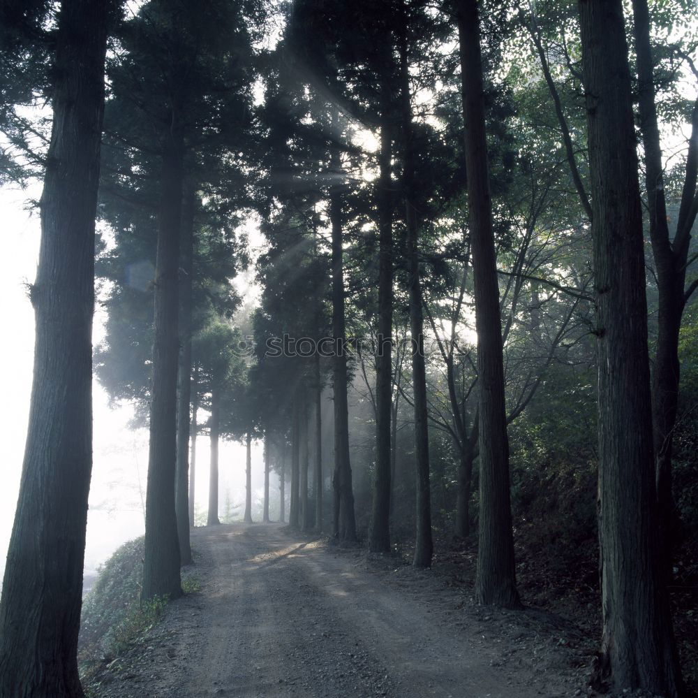 Similar – nebelsonne Nebel Baum