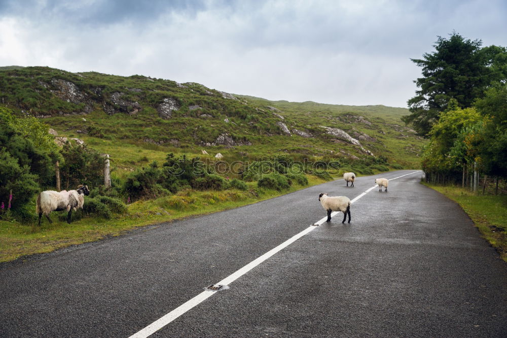 Similar – Dartmoor Pony Relaxation