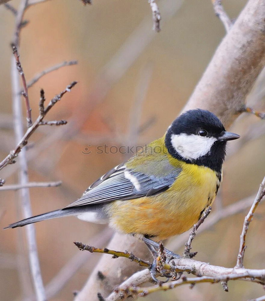 Similar – Blue tit in the evening sun