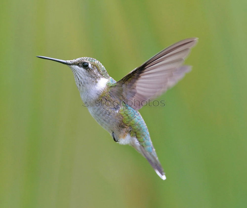 Similar – Flying Artist (Hummingbird, Cloud Forest Ecuador)