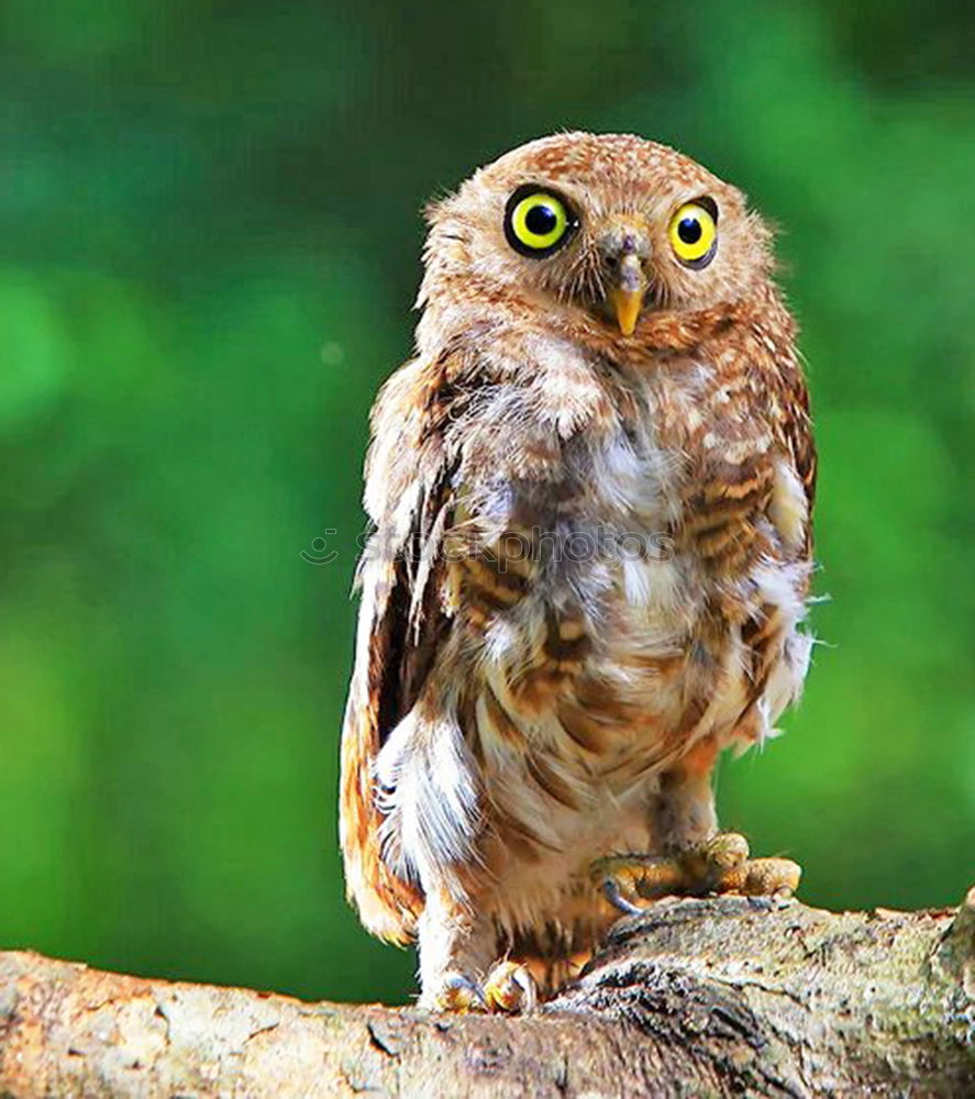 Similar – Image, Stock Photo The owl Environment Animal