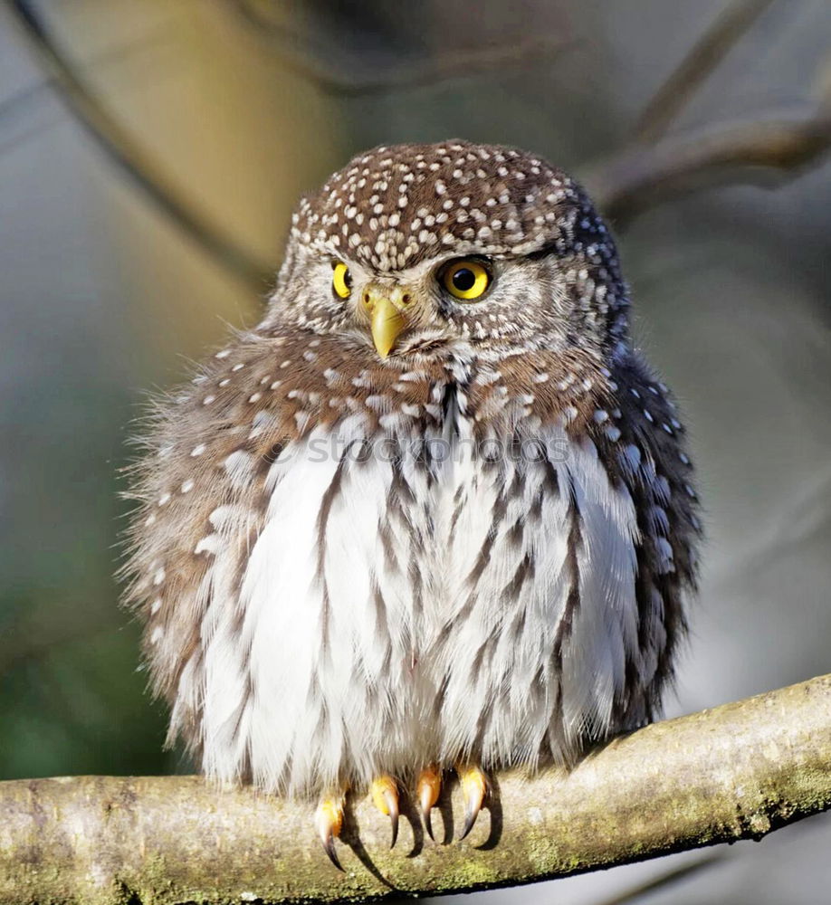 Similar – Image, Stock Photo bobby Animal Wild animal