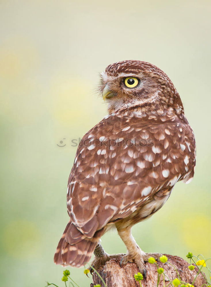 Similar – Image, Stock Photo blackbird Environment