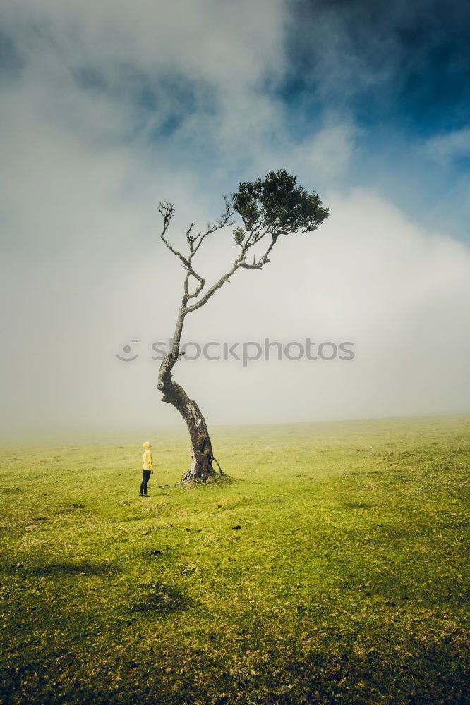 Similar – Foto Bild Blossom tree on a hill in Switzerland