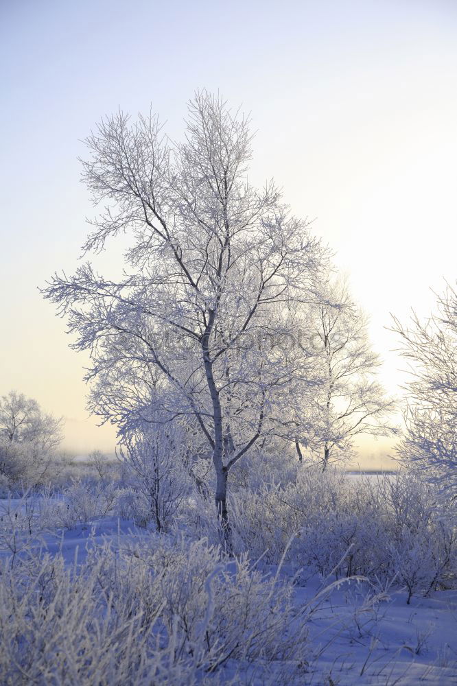 Similar – Image, Stock Photo hoar frost Tree Hoar frost