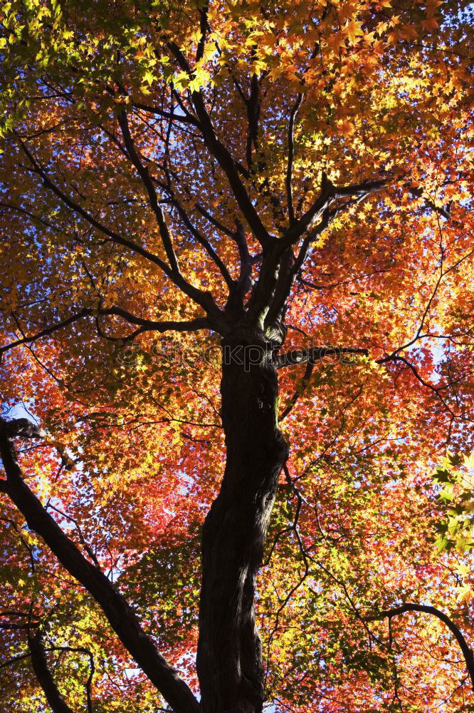 Similar – Laubbaum Herbst Baum