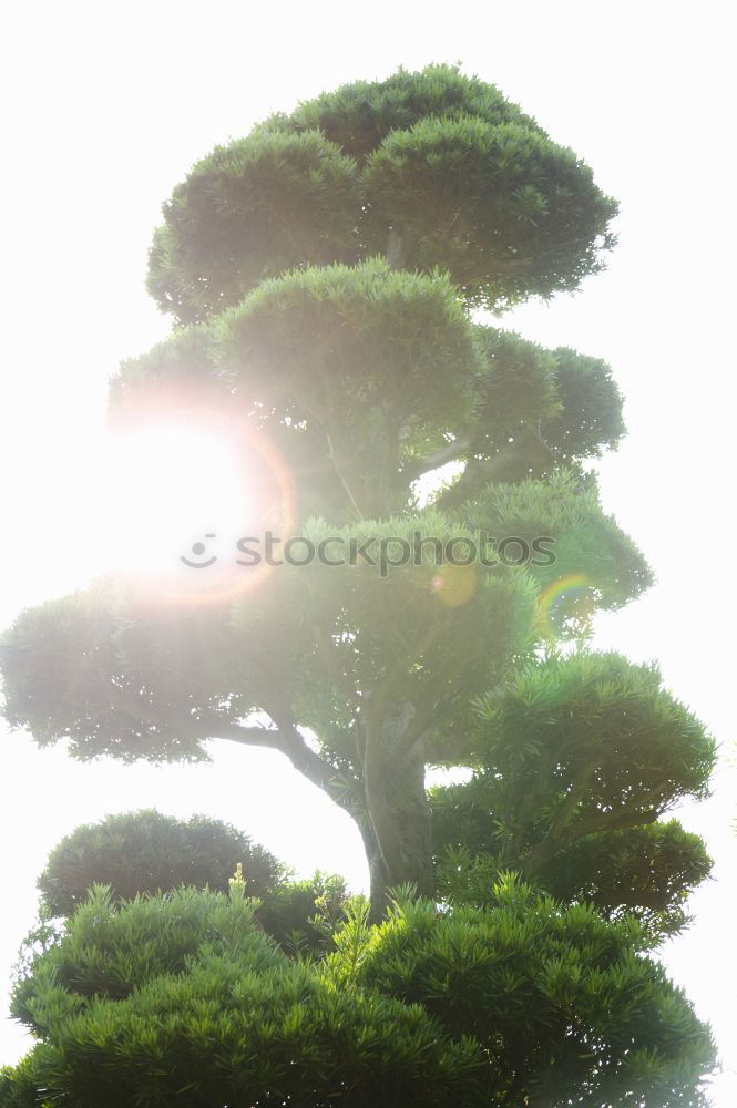 Similar – Foto Bild Rizinus. Sträucher Pflanze