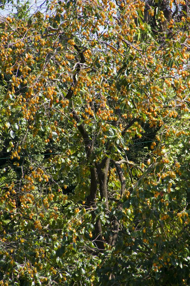 Similar – Blütengrün Baum Wiese Gras