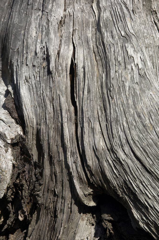 Similar – Image, Stock Photo The root sepp Nature Tree