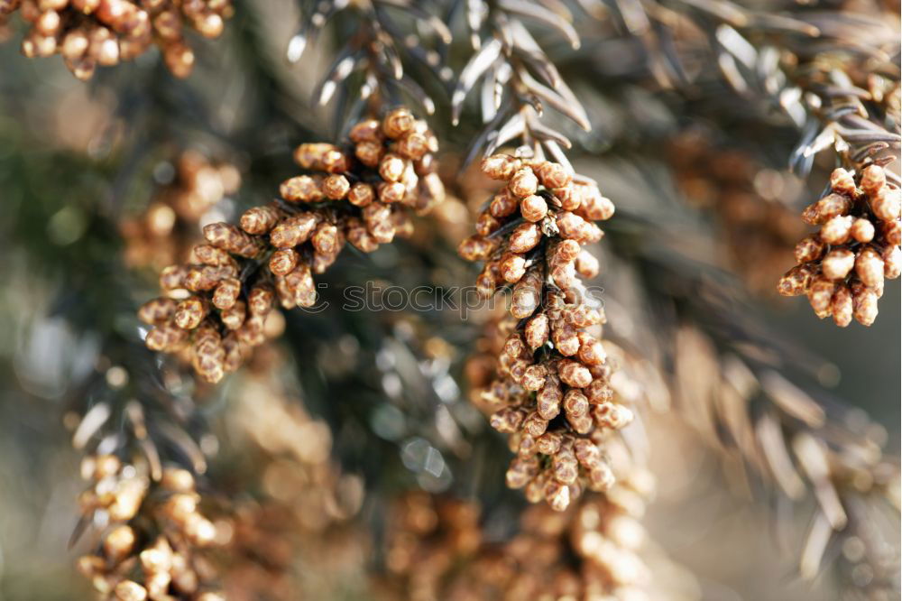 Similar – Image, Stock Photo Rosemary and red chilli