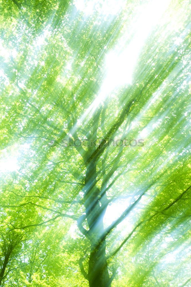 Similar – Foto Bild Farnwelt Wurmfarn Blatt