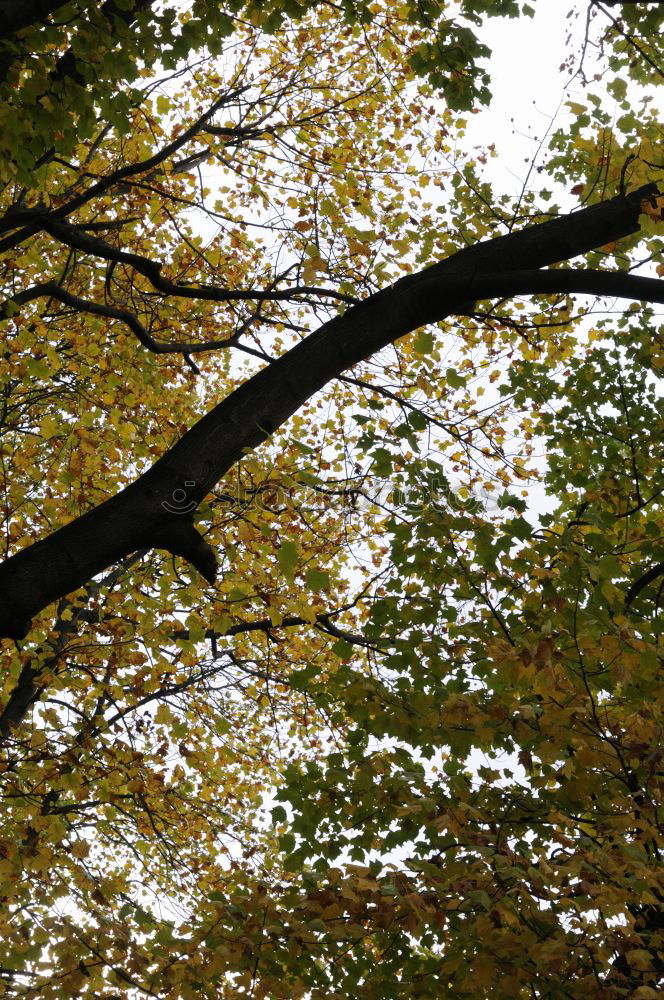 Similar – Blätterdächer Baum Blatt