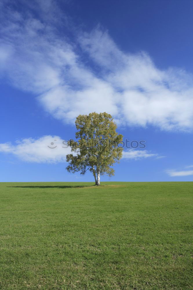 Similar – Image, Stock Photo Family Baum Tree Green