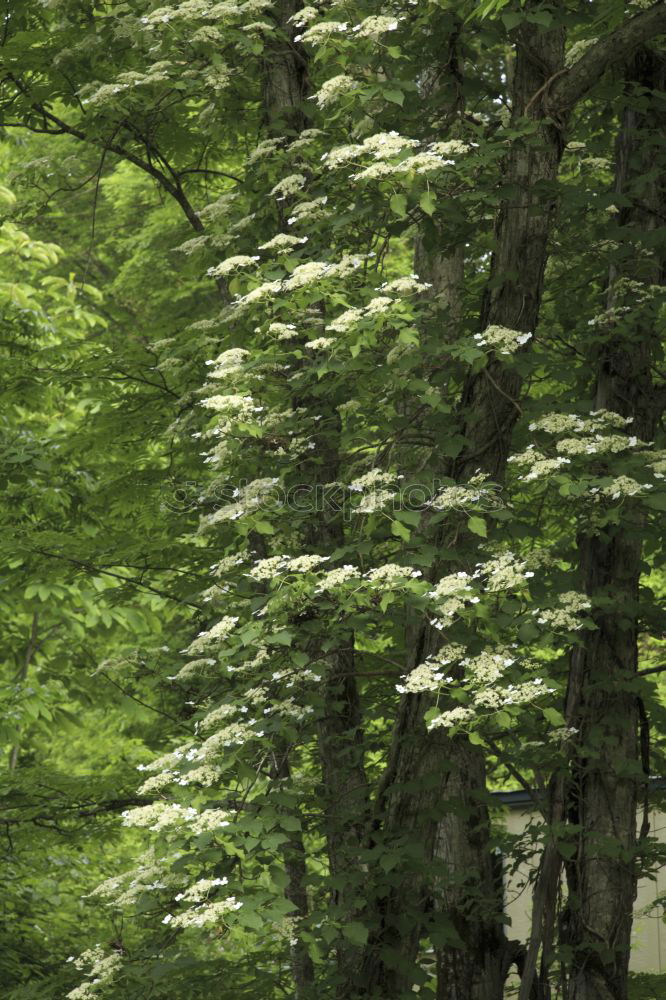 Similar – Grüner Wind Umwelt Natur