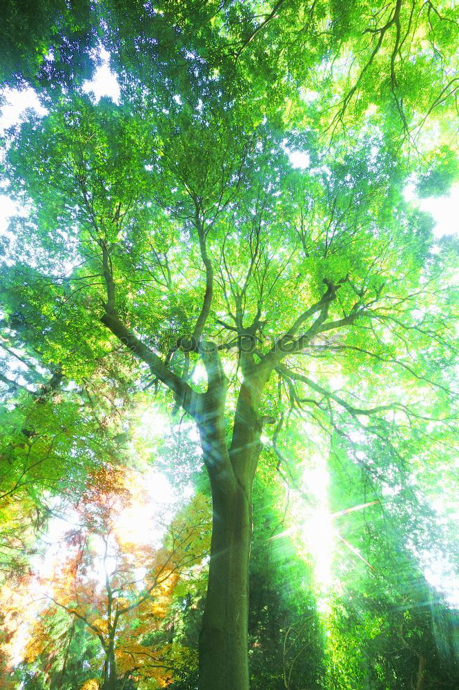 Similar – Image, Stock Photo bird house Green Tree