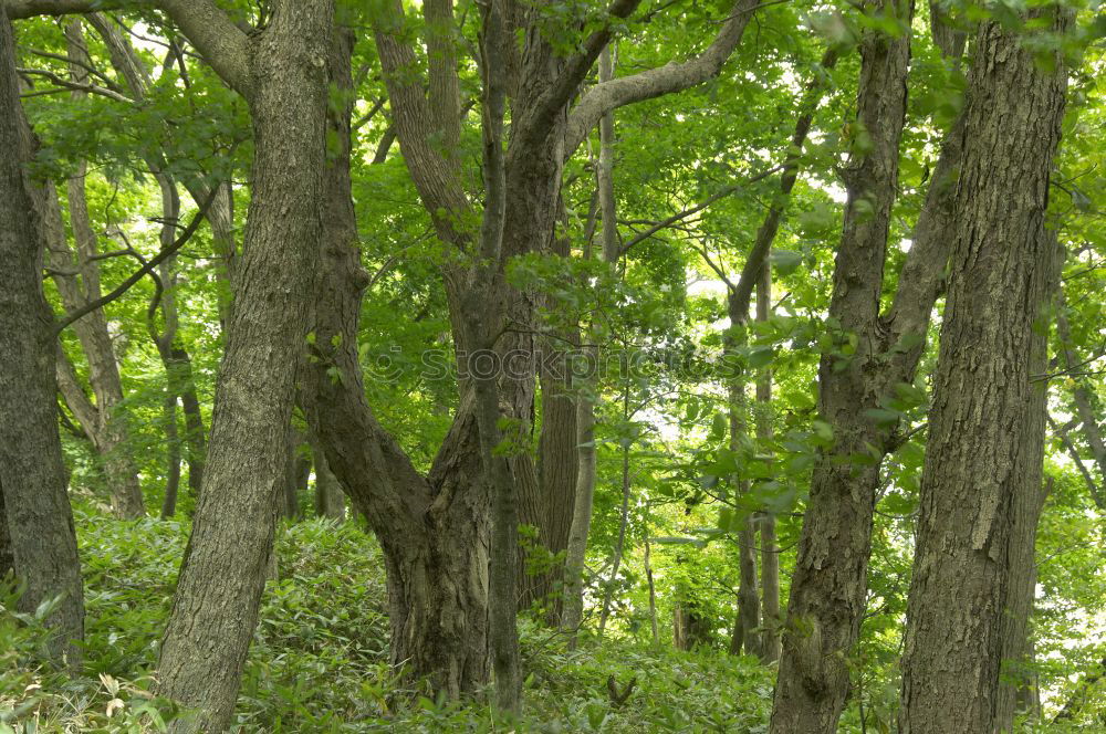 Similar – Image, Stock Photo forest Environment Nature