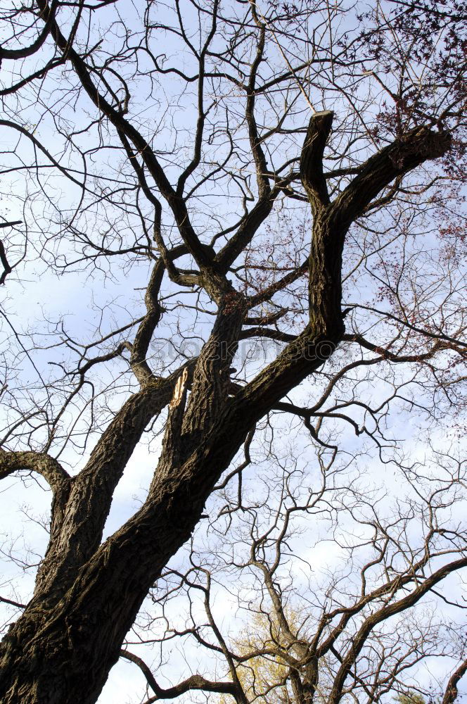 Similar – Image, Stock Photo points system Tree Clouds