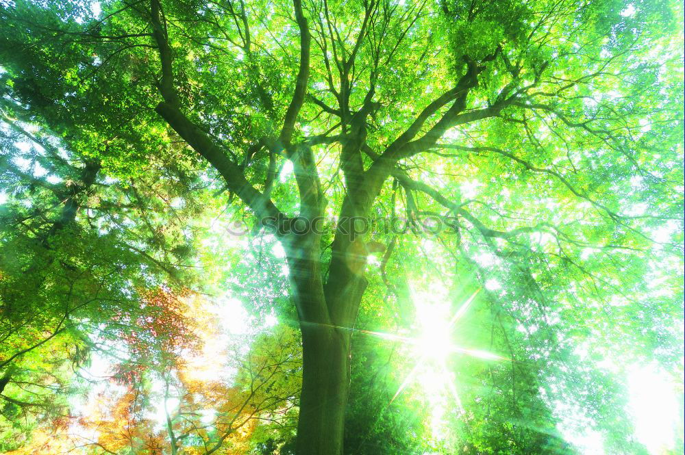 Similar – Image, Stock Photo bird house Green Tree