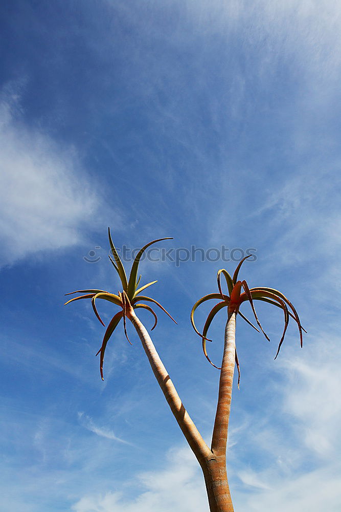 Similar – Foto Bild azuro Agave Kaktus Mauer