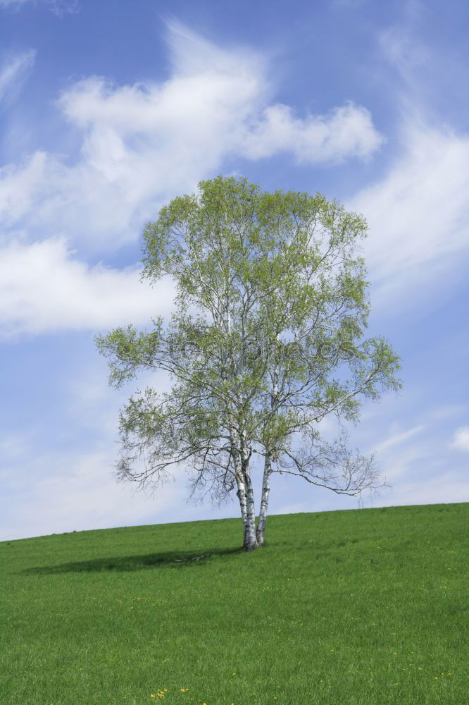 Similar – Image, Stock Photo moon tree Tree Meadow