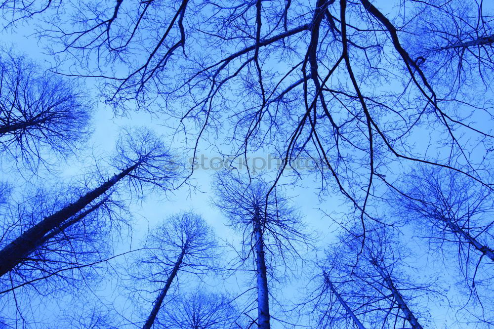 Similar – Image, Stock Photo Single finch in a tree top in the fall