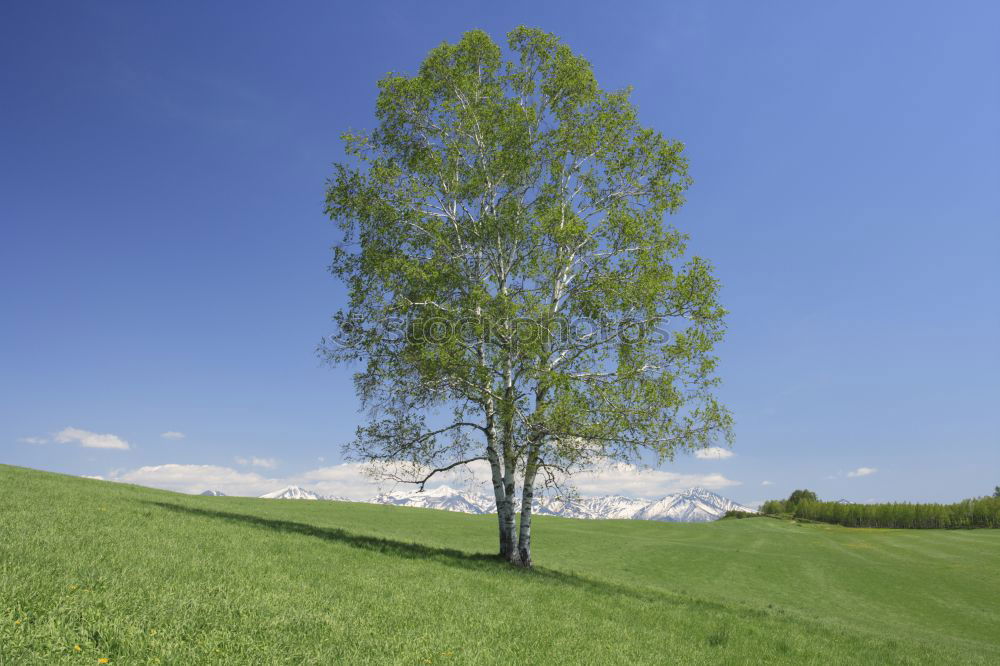 Similar – Image, Stock Photo accuracy Nature Landscape