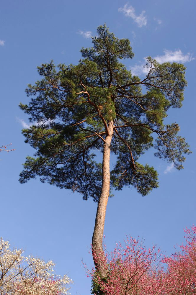 Similar – Foto Bild Rizinus. Sträucher Pflanze
